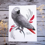 AfricanGrey-1024