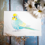 Budgie_YellowBlue-1024