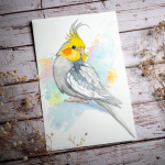 Cockatiel-King03-1024