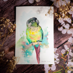 Conure-GreenCheek-Ditto-1024