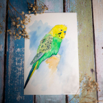 Parakeet-Sari-1024