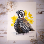 Quail_Mearns_Daffodils-1